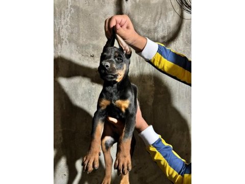 Doberman köpekler