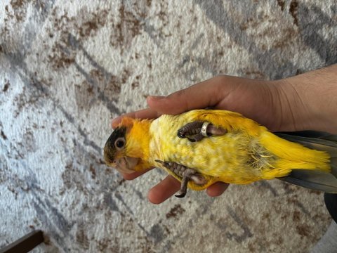 9 aylık portakal kafa caique full evcil