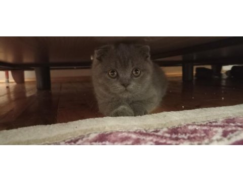 Scottish fold kedilerim bir dişi bir erkek