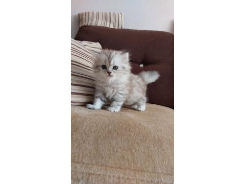 British longhair