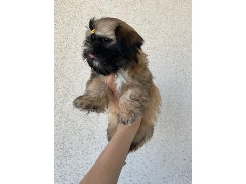 Özel renk shih-tzu yavrular