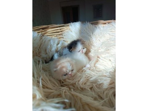 Shorthair iran persian