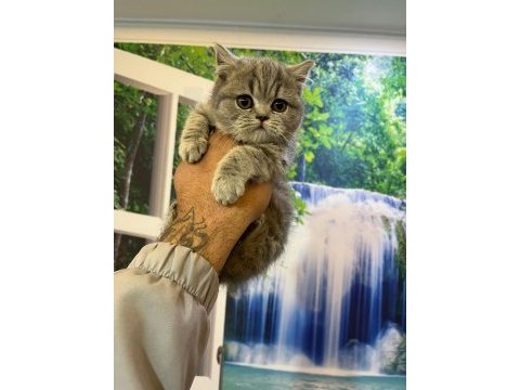 Scottish fold ve british shorthair yavrular