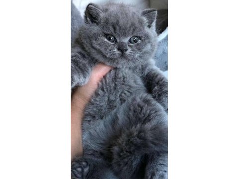 Kaliteli british shorthair sağlıklı yavrular