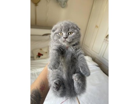 Top kafa scottish fold yavrumuz