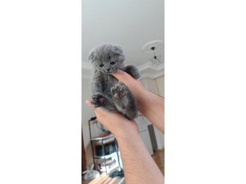 Safkan scottish fold yavrularımız