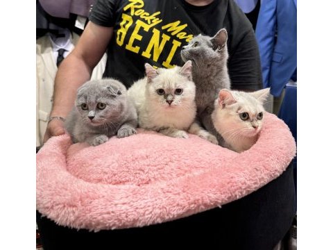 Scottish fold & british shorthair