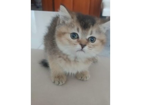 Yavru british shorthair
