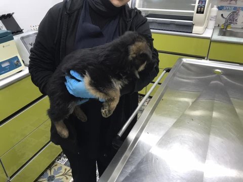 Satılık alman kurdu yavruları çiftlikten şecereli