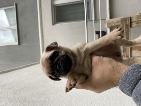 Pug mops bebeklerimiz yeni evleri için hazır durumda