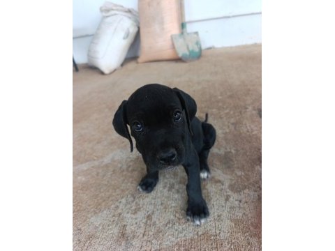 Safkan cane corso yavruları