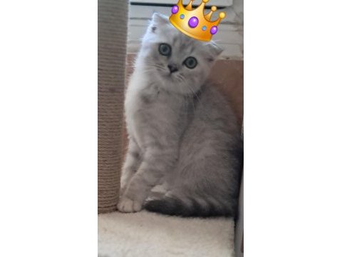 Scottish fold whiskas