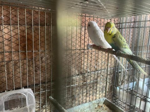 Yavru garantili muhabbet kuşu takımlar