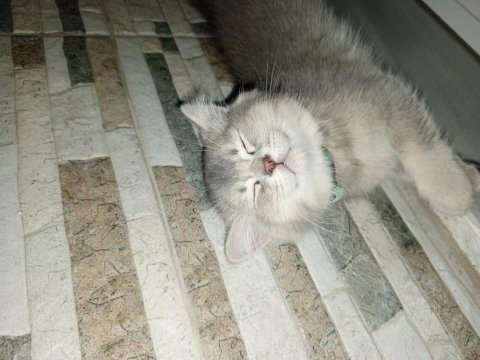 Yeni yuvalarına gitmeye hazırlar kediler 1 dişi 1 erkek
