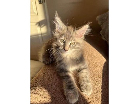 Çok güzel dişi maine coon silver renk
