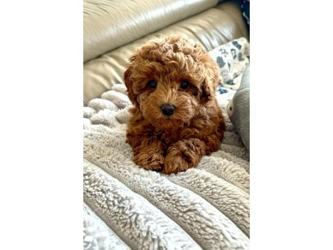 Poodle bebeklerimiz sizlerle