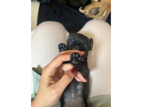 Pug yavrular 7 tane