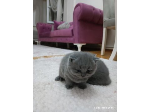 24 nisan doğumlu 2 erkek 1 dişi orjinal british shorthair