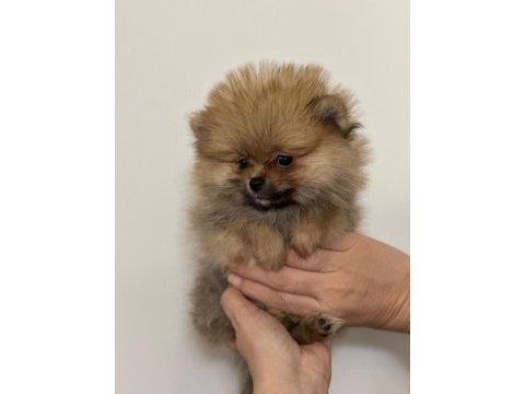 Irk garantılı tea cup pomeranian