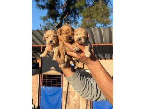 Maltipoo bebişler