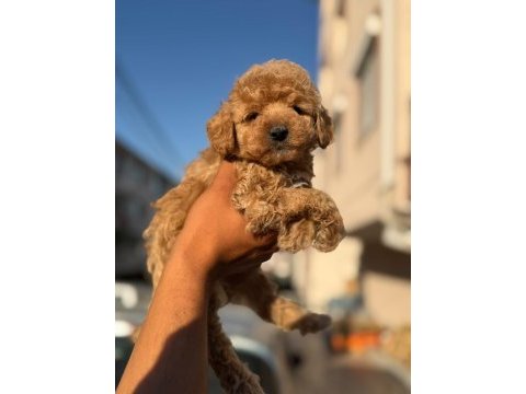 Orijinal kan poodle bebekler