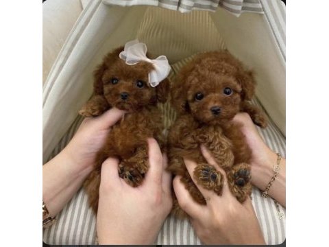 35 günlük toy poodle yavruları