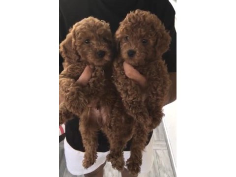 Toy poodle yavrular 2 aylık
