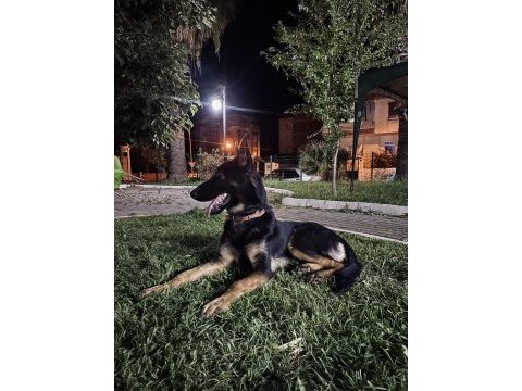 Karneli eğitinli safkan alman kurdu