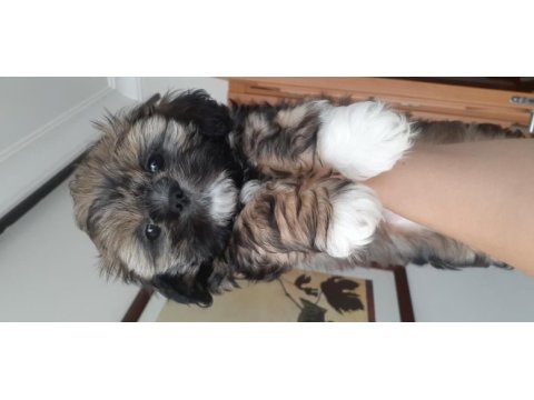 Güzel shih tzu kızım yeni evine gitmeye hazır