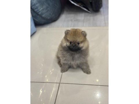 Pomeranian boo köpeğimiz