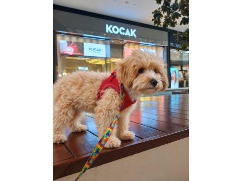 Full aşılı eğitimli maltipoo