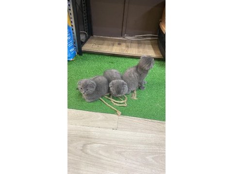 Scottish fold blue bebekler