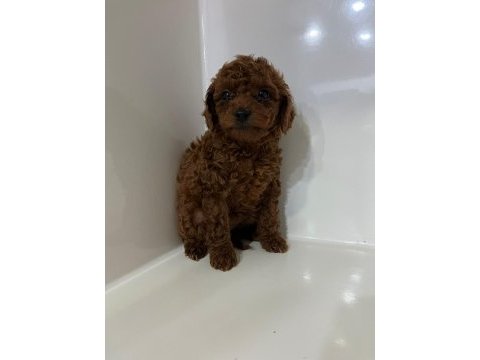 Toy poodle gofrikler