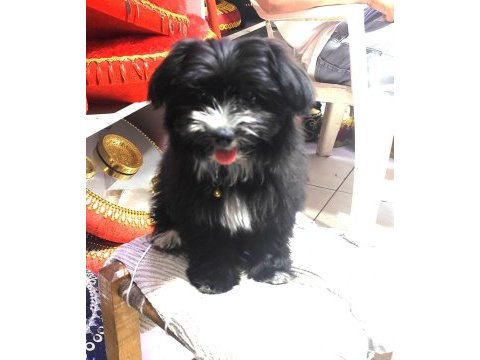 Süs köpeği