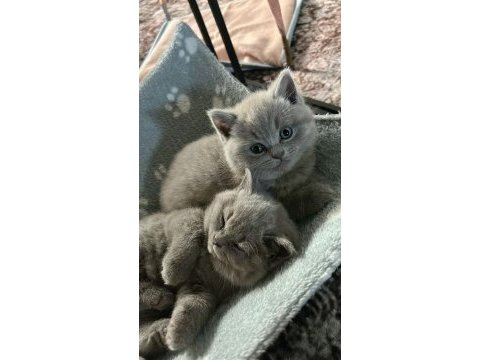 Orijinal british shorthair yavrular veteriner kontrollü