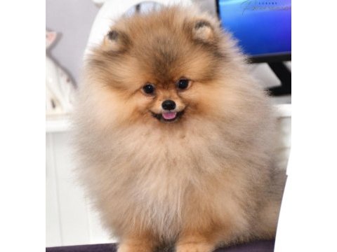 Pomeranian boo köpeği