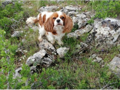 Cavalier king charles yeni doğan yavrular