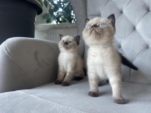 Mavi gözlü bebek kediler