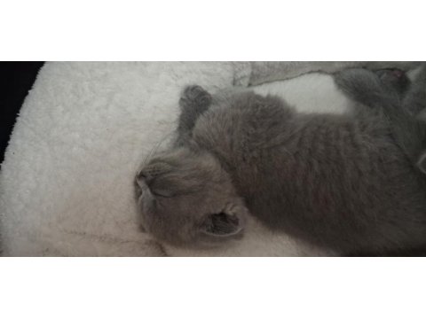 Scottish fold yavru kediler