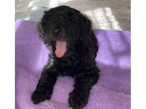 Sevgiyle büyüyen poodle yavruları – ev doğumlu
