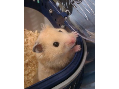 Hamster-gonzales yavrularımız heryere gönderim