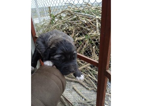 A kalite kangal beslemek isteyenler buyursun
