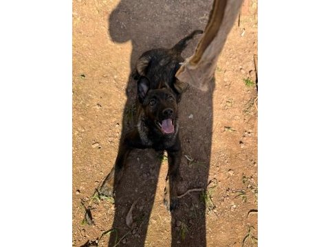 Üst düzey malinois yavrum dişi 2.5 aylık