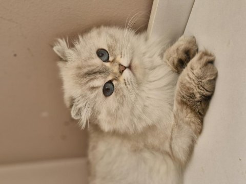 British longhair milka yeni ailelerini arıyor