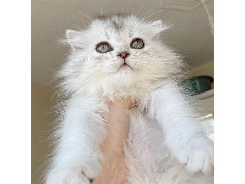 British longhair ns11 bebeklerimiz yeni ailelerini bekliyor
