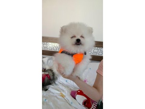 Safkan orijinal pomeranian ayı surat garantili