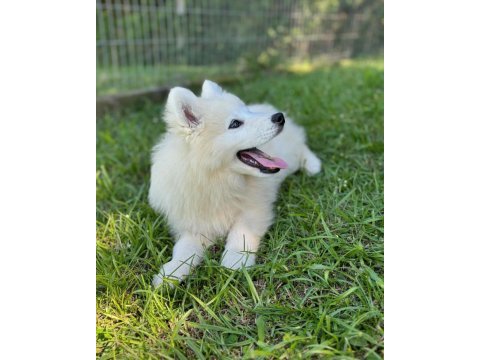 Irk garantili samoyed yavruları