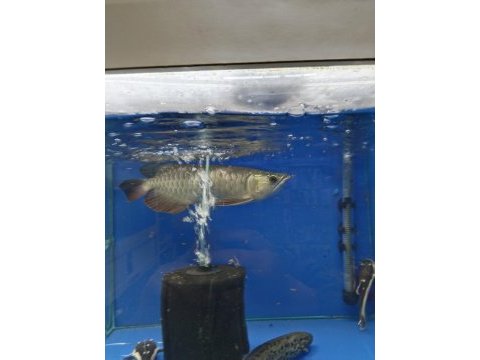 Golden redtail arowana 35-40 cm