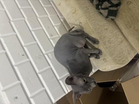 Orijinal sphynx (tüysüz) yeni yuvasını arıyor