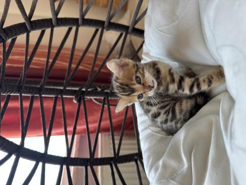 Bengal kedisi kardeşler